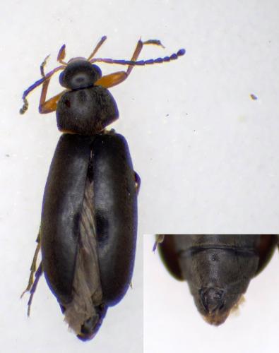 Anaspis garneysi